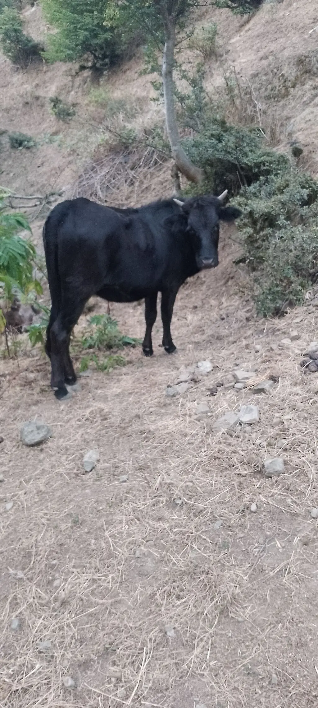 İnək — Heyvanlar, Quşlar, Balıqlar, Lerik