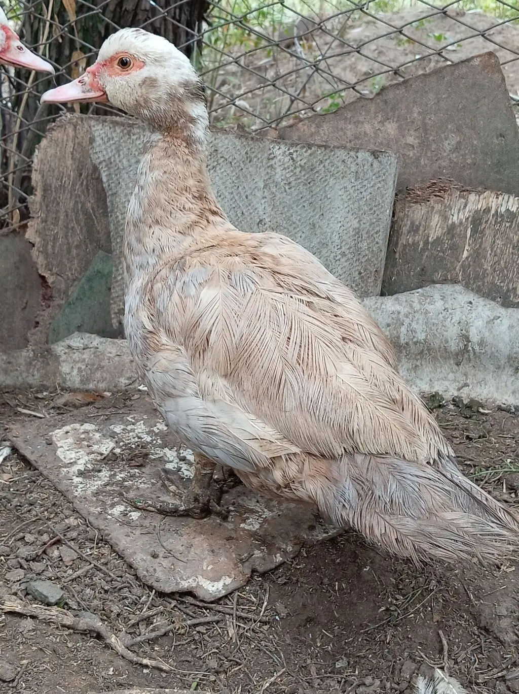 Ördək — Heyvanlar, Quşlar, Balıqlar, Gəncə