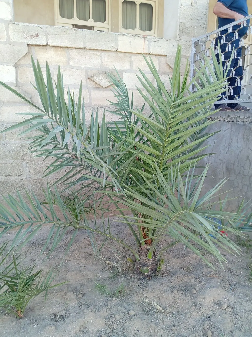 Xurma tingi — Dənlilər, Otlar Yemlər,  Bitkilər, Bakı