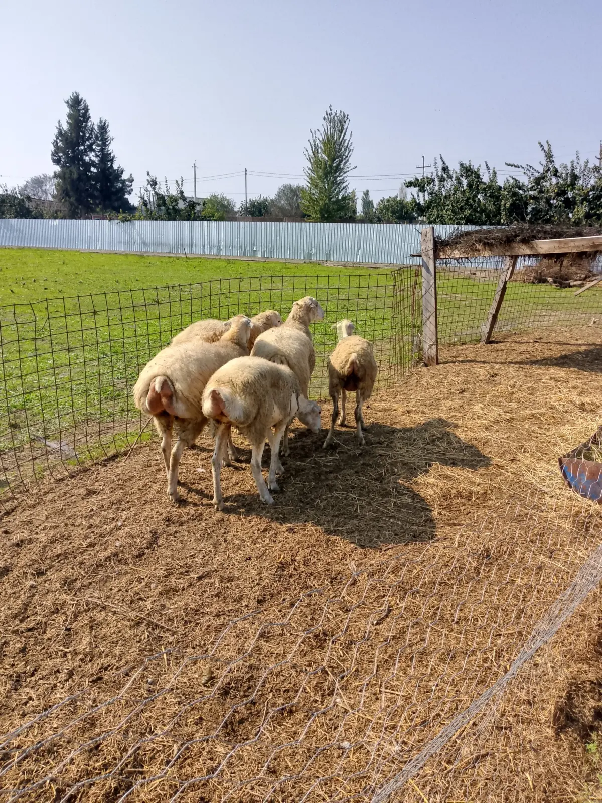 Qoyunlar — Heyvanlar, Quşlar, Balıqlar, Hacıqabul