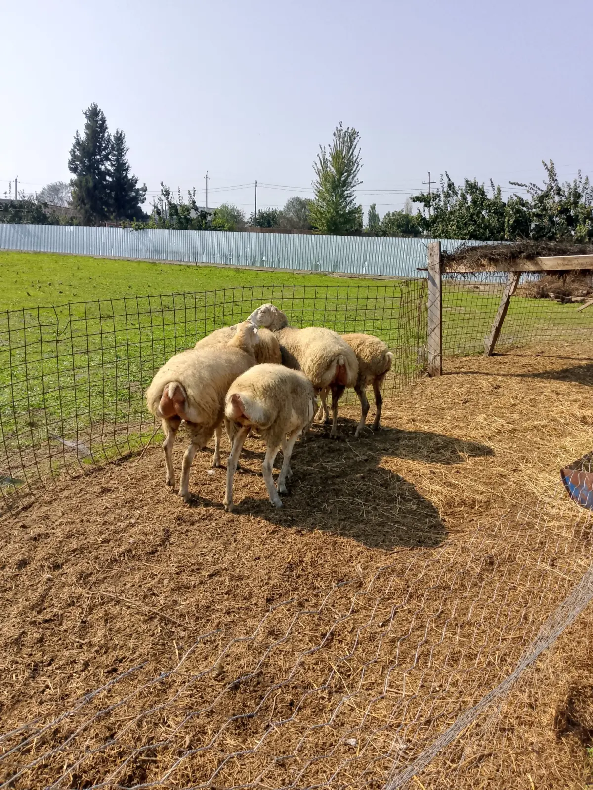 Qoyunlar — Heyvanlar, Quşlar, Balıqlar, Hacıqabul