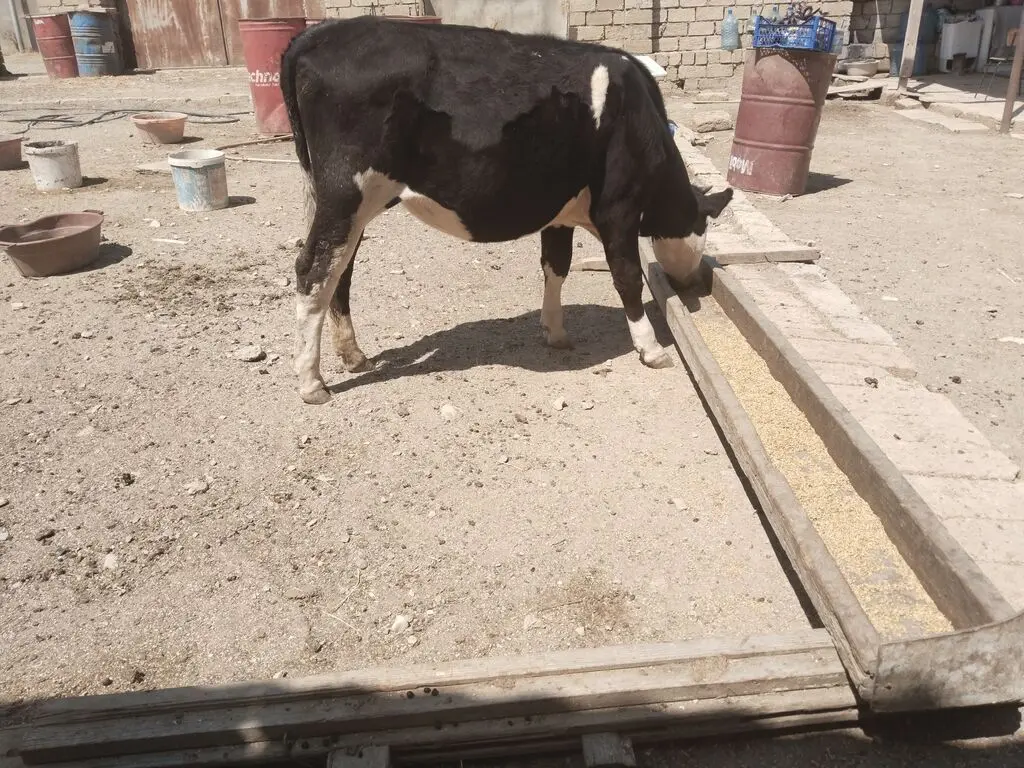 Düyə — Heyvanlar, Quşlar, Balıqlar, Bakı
