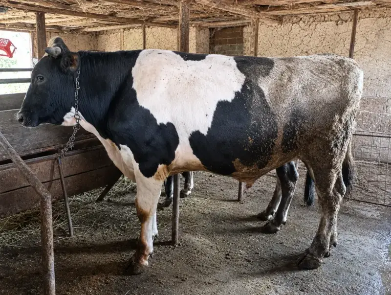 Danalar — Heyvanlar, Quşlar, Balıqlar, Goranboy