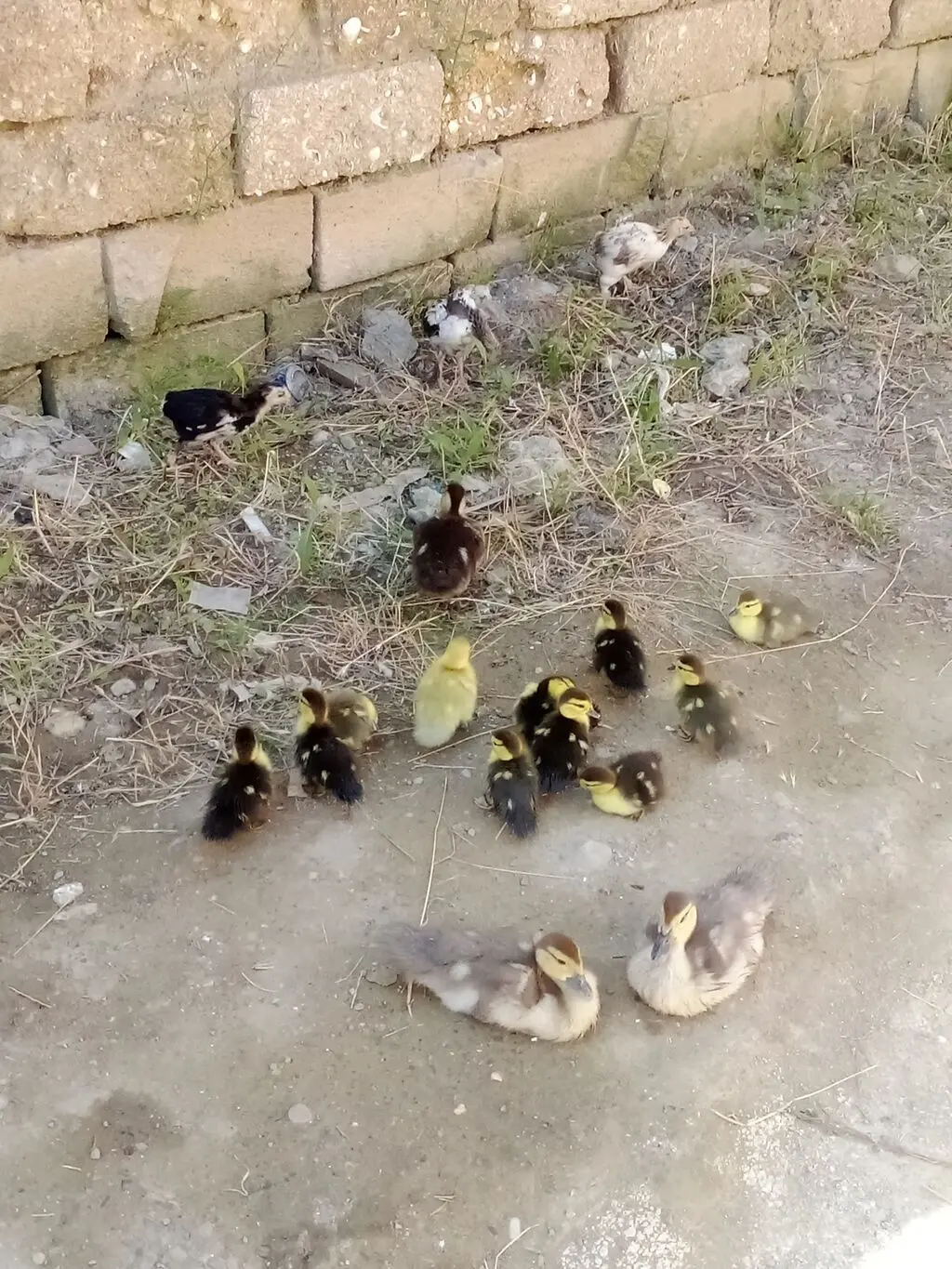 Ördək balası — Heyvanlar, Quşlar, Balıqlar, Bakı