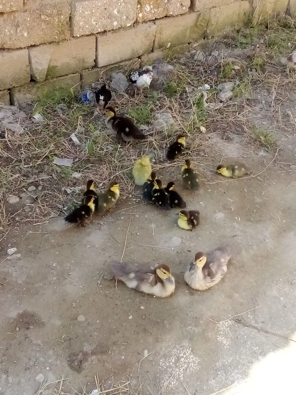 Ördək balası — Heyvanlar, Quşlar, Balıqlar, Bakı