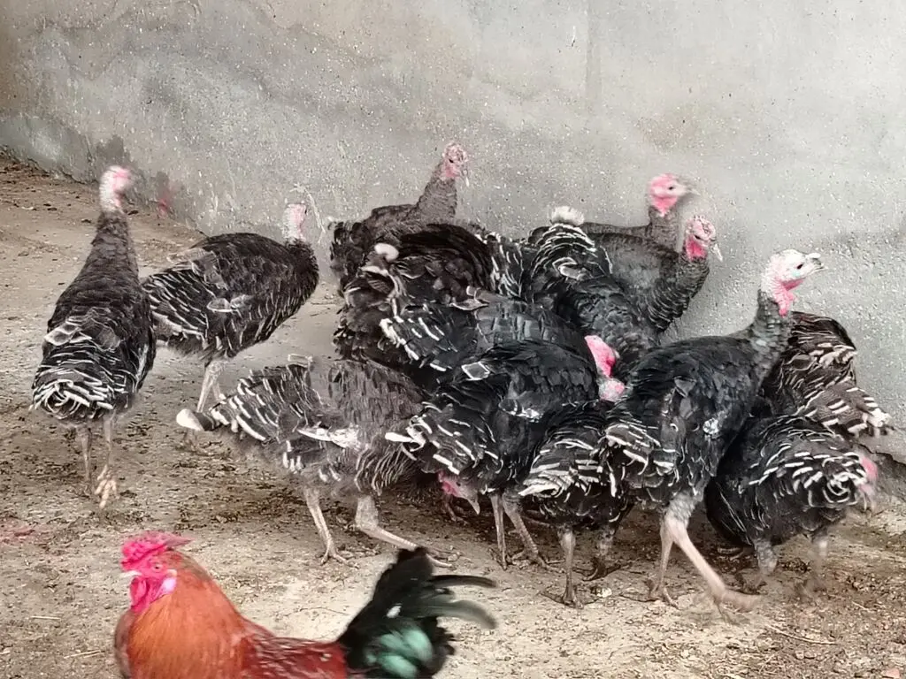 Hinduşkalar — Heyvanlar, Quşlar, Balıqlar, Bakı