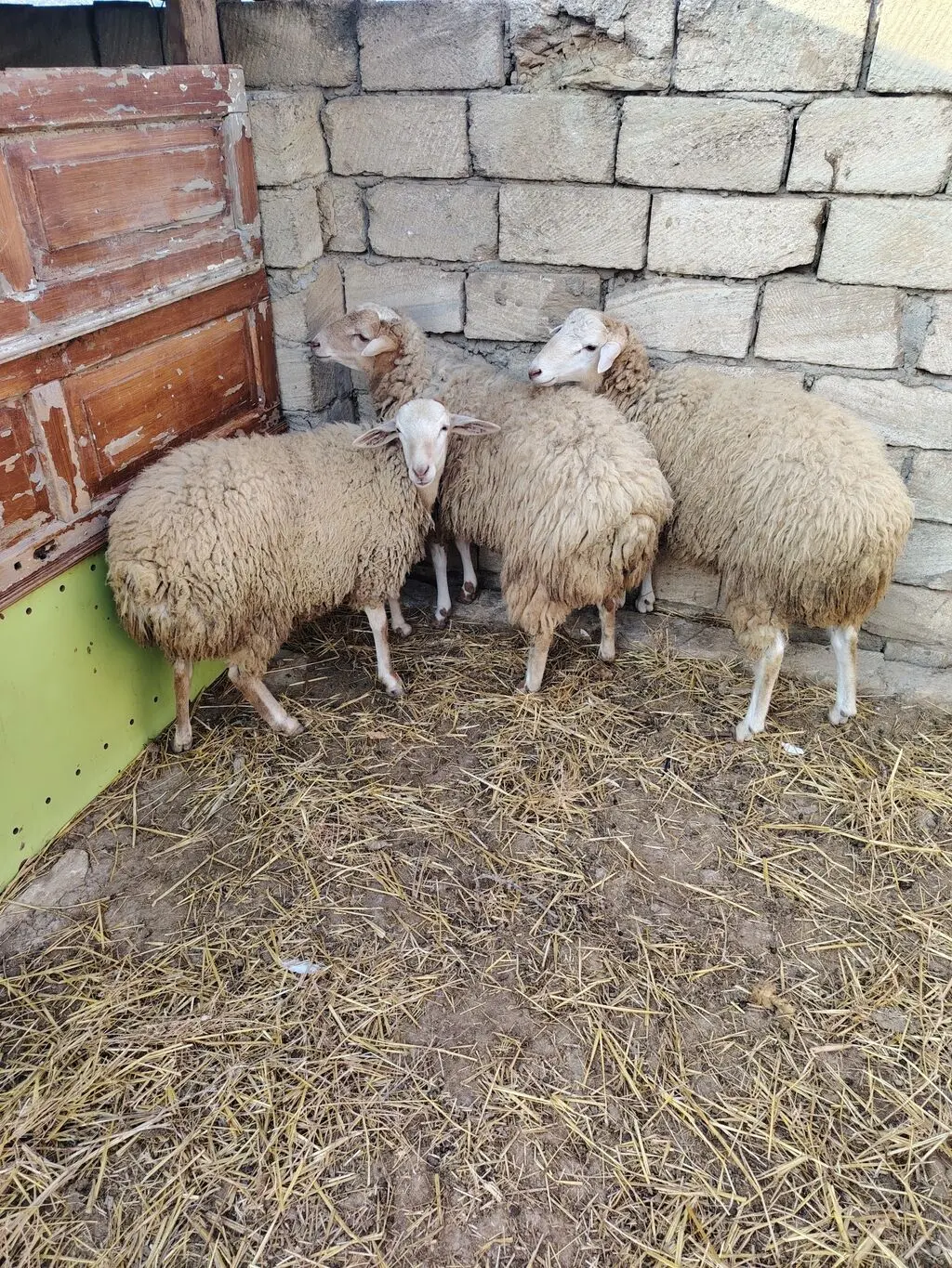 Qoyunlar — Heyvanlar, Quşlar, Balıqlar, Bakı