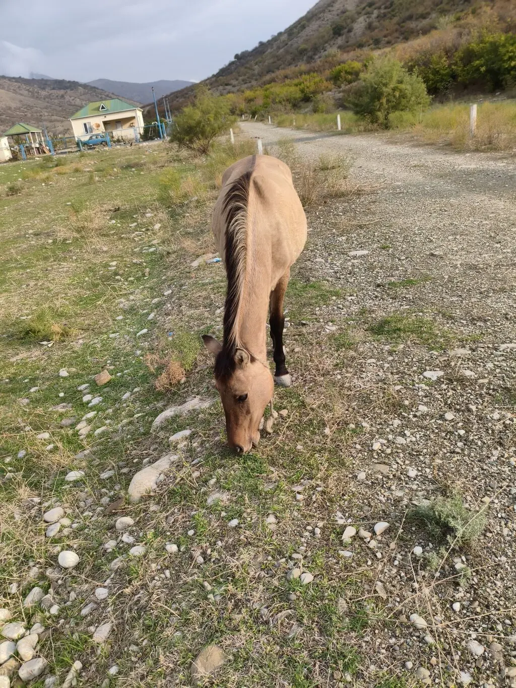 At — Heyvanlar, Quşlar, Balıqlar, Ağsu