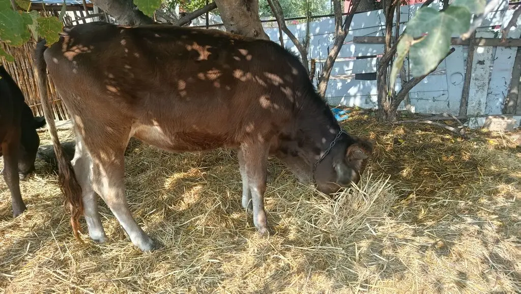 Dana — Heyvanlar, Quşlar, Balıqlar, Beyləqan