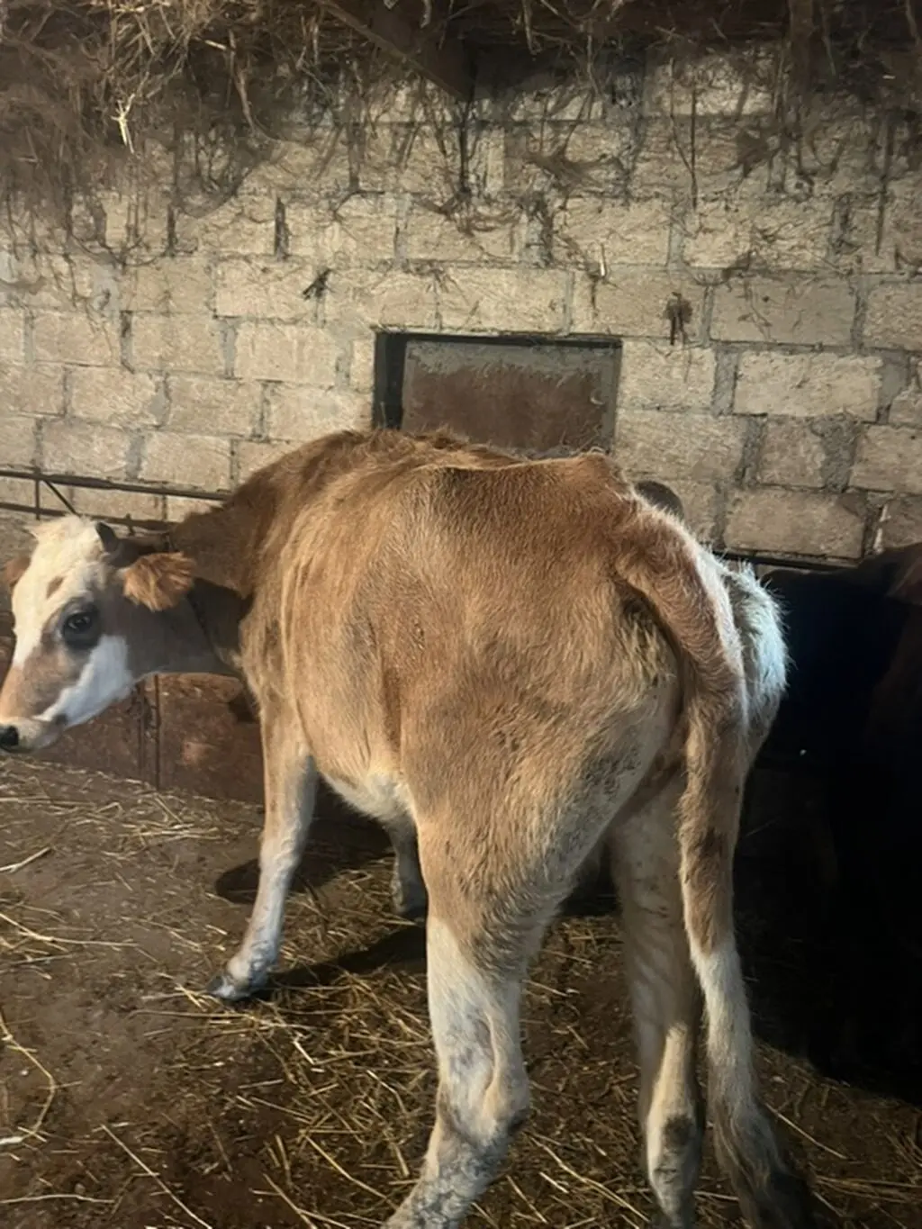 Dana — Heyvanlar, Quşlar, Balıqlar, Siyəzən