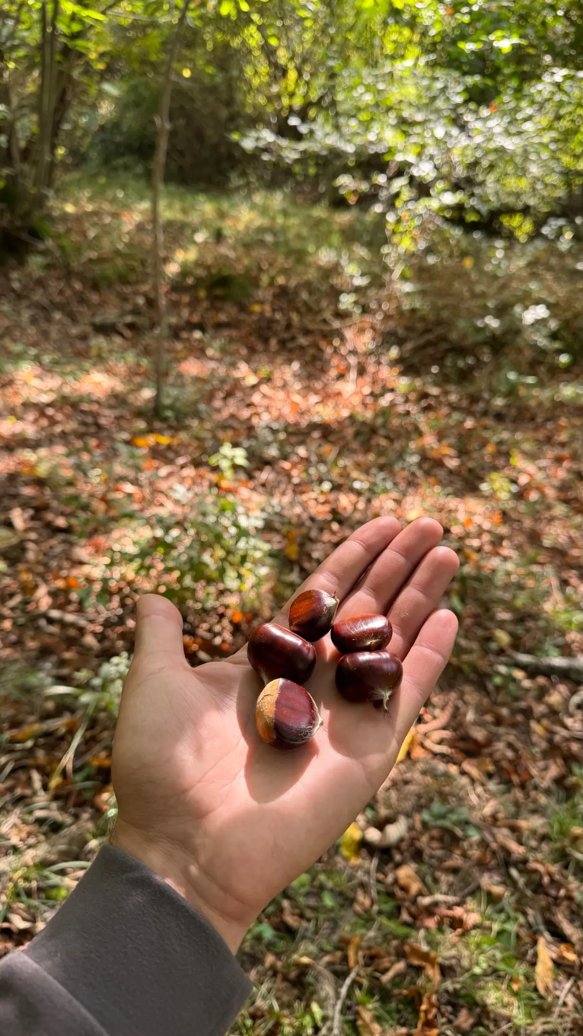 Chestnut — Fruits and Berries, Zagatala