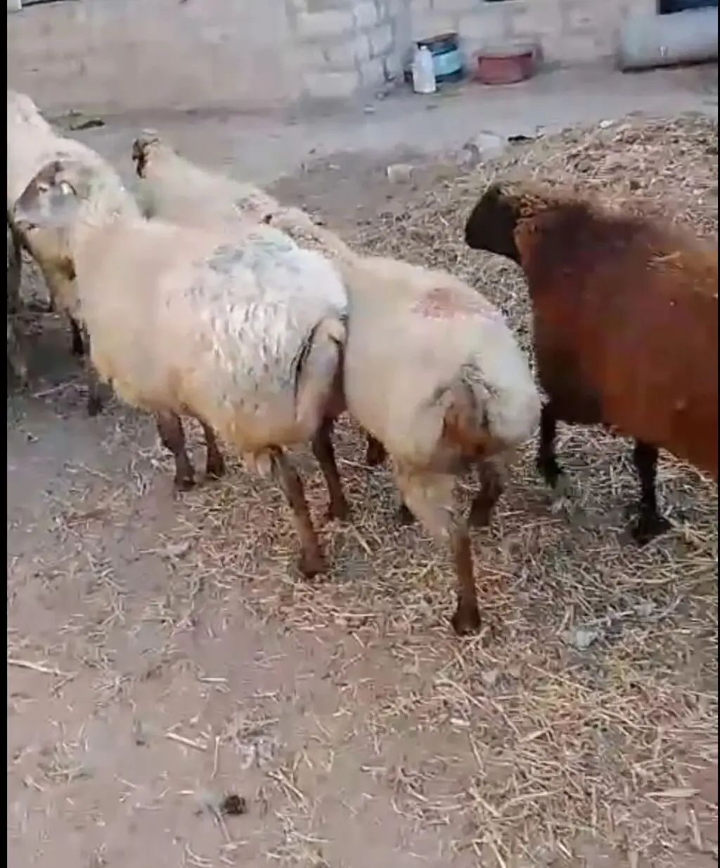 Qoyunlar — Heyvanlar, Quşlar, Balıqlar, Gəncə
