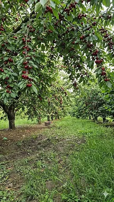 Bağ — Agricultural Property, Baku