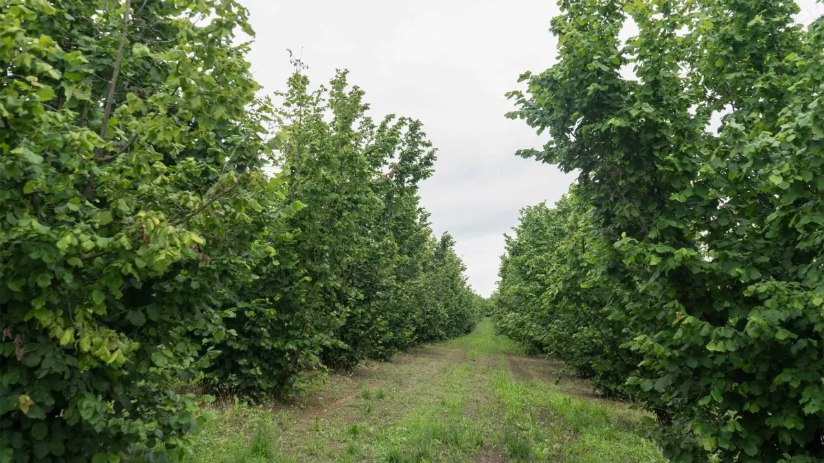 Bağ — Agricultural Property, Baku