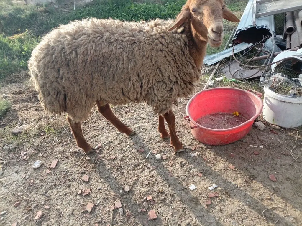 Quzular — Heyvanlar, Quşlar, Balıqlar, Bakı