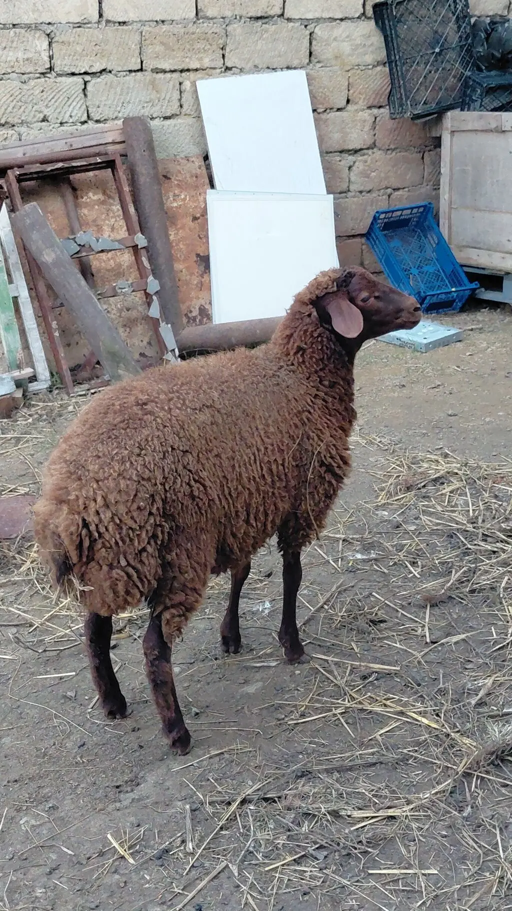 Quzu — Heyvanlar, Quşlar, Balıqlar, Bakı