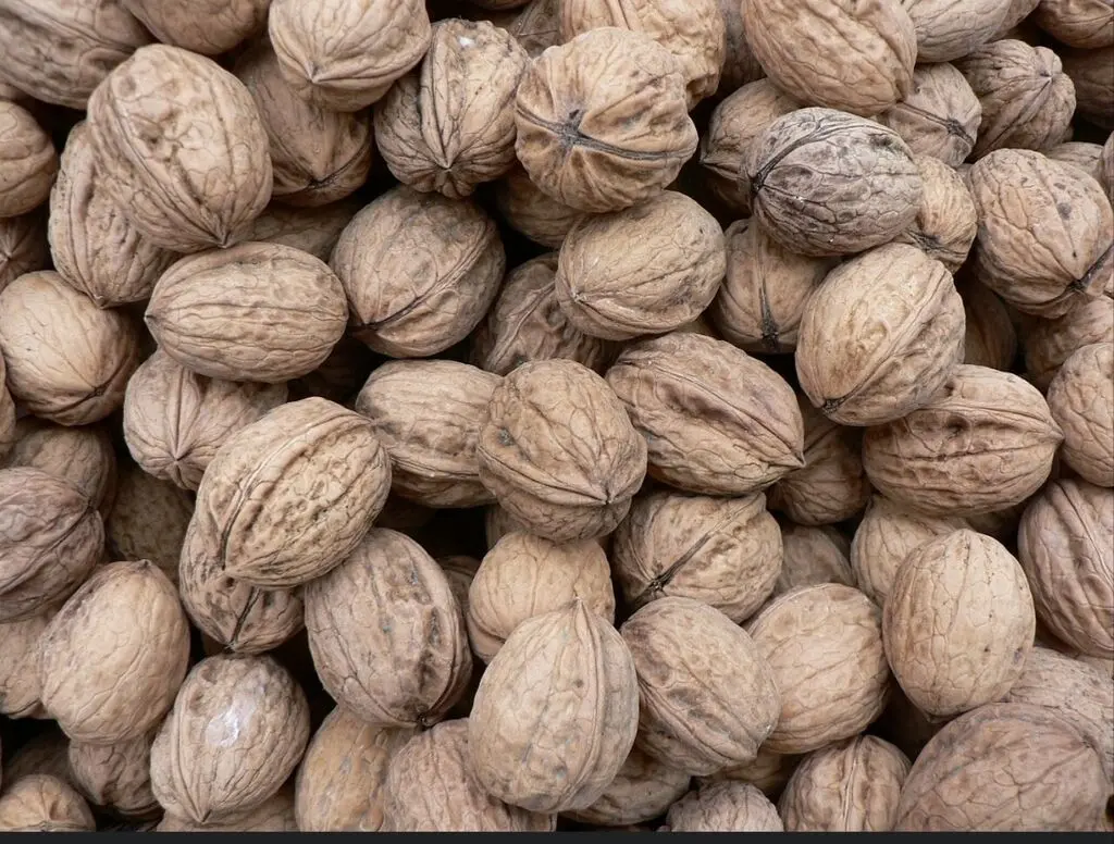 Walnut — Fruits and Berries, Shaki