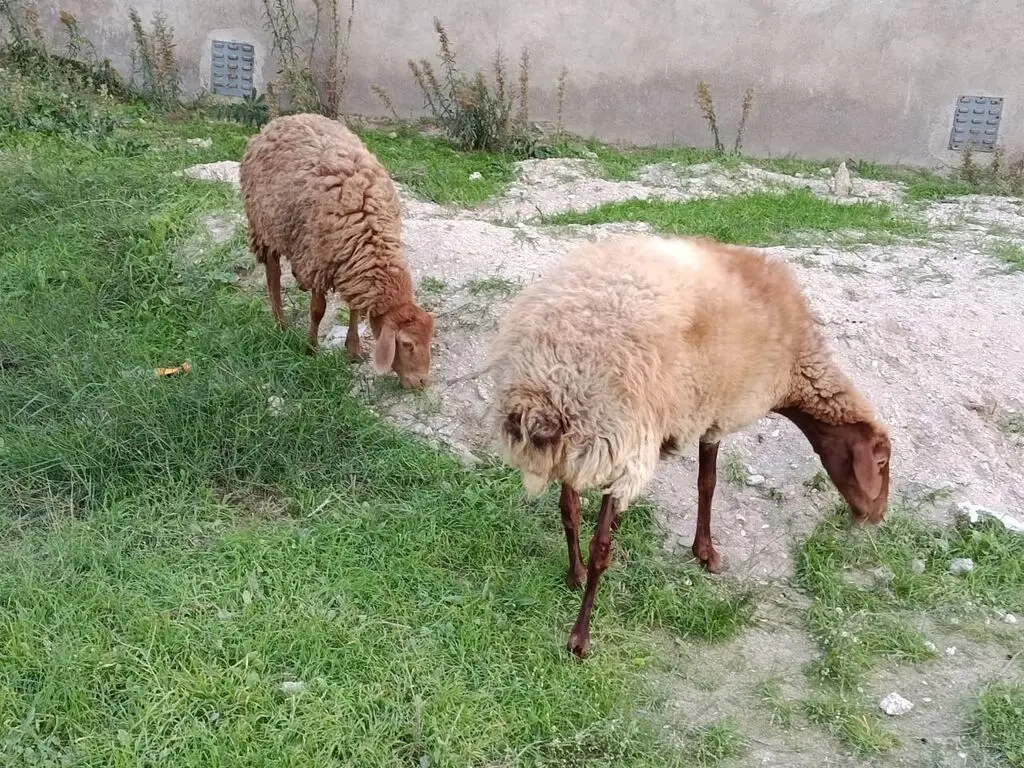 Balalı qoyun — Heyvanlar, Quşlar, Balıqlar, Bakı
