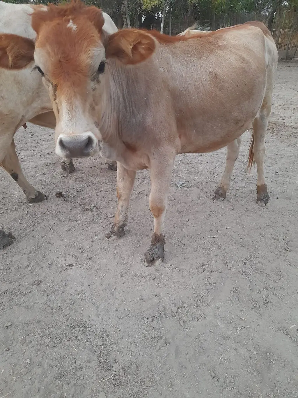 Dana — Heyvanlar, Quşlar, Balıqlar, Ağsu