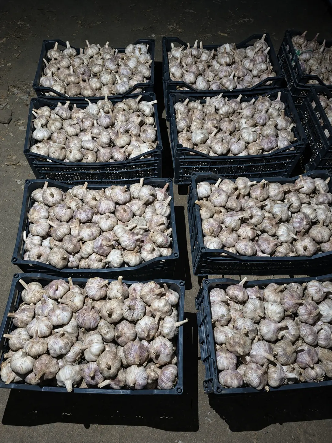 Garlic — Vegetables and Greens, Gusar