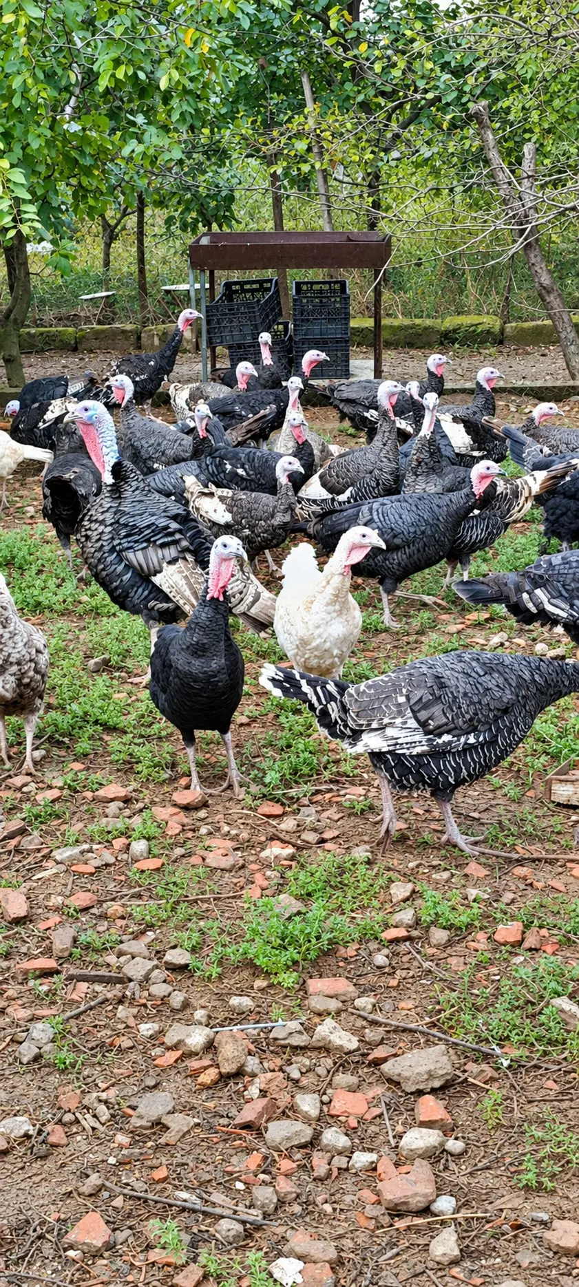 Hinduşkalar — Heyvanlar, Quşlar, Balıqlar, Bakı