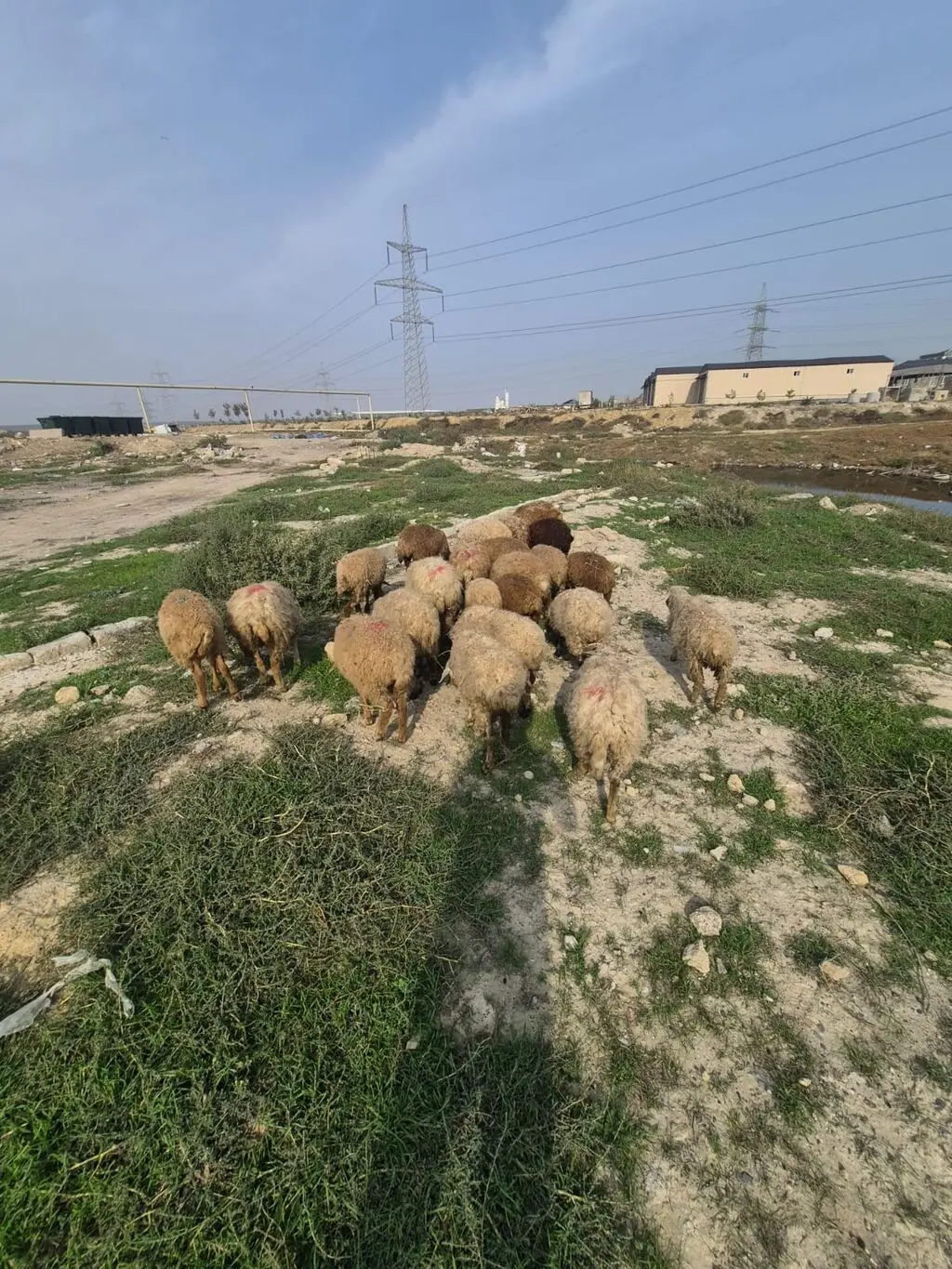 Qoyunlar — Heyvanlar, Quşlar, Balıqlar, Bakı