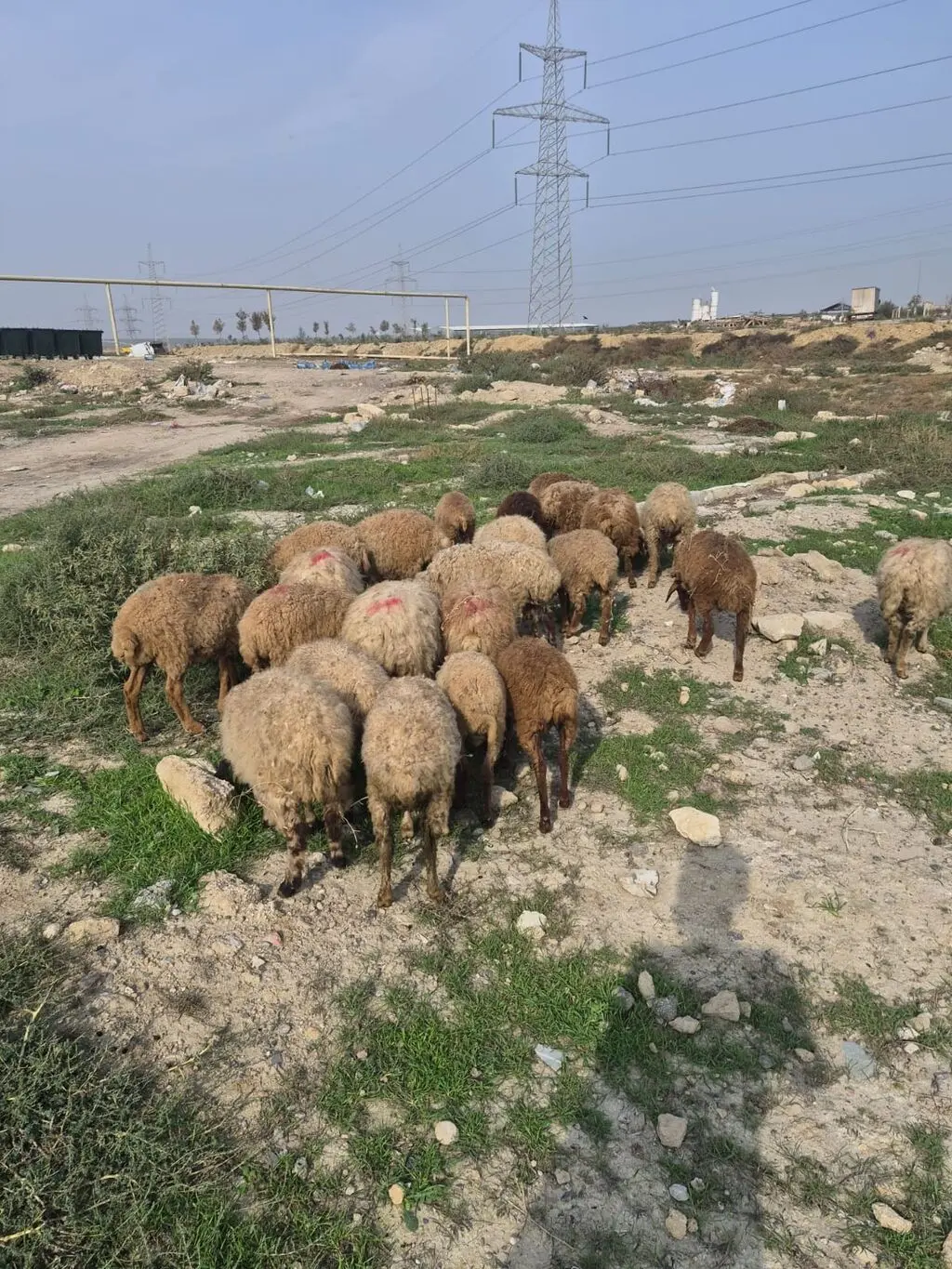 Qoyunlar — Heyvanlar, Quşlar, Balıqlar, Bakı
