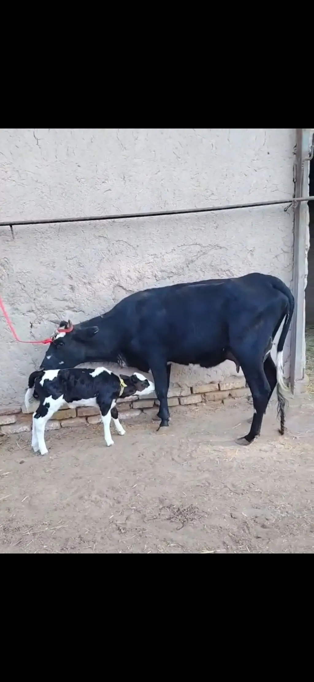 Balalı inək — Heyvanlar, Quşlar, Balıqlar, Quba