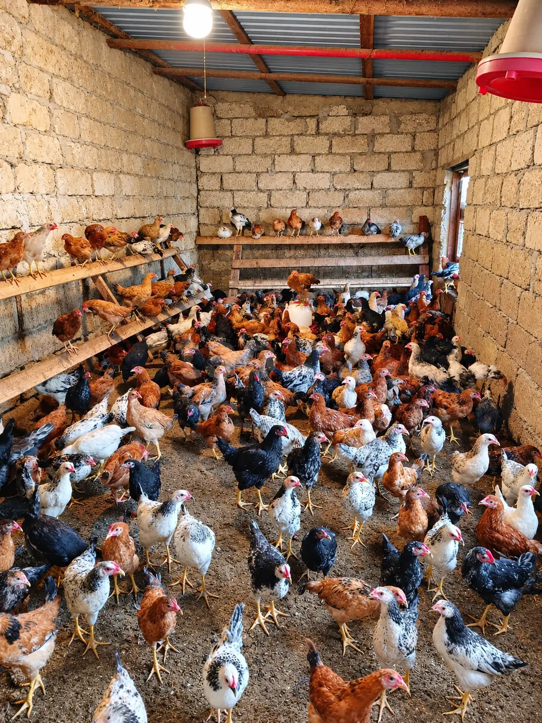 Çolpalar — Heyvanlar, Quşlar, Balıqlar, Bakı