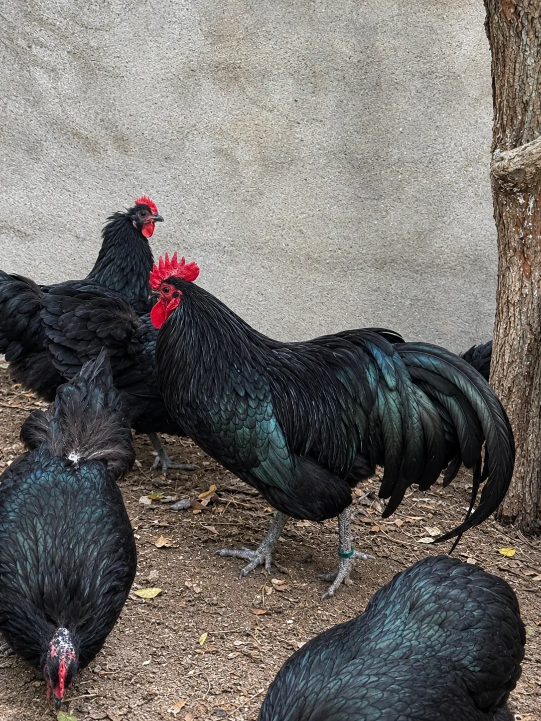 Mayalı yumurta — Heyvanlar, Quşlar, Balıqlar, Bakı