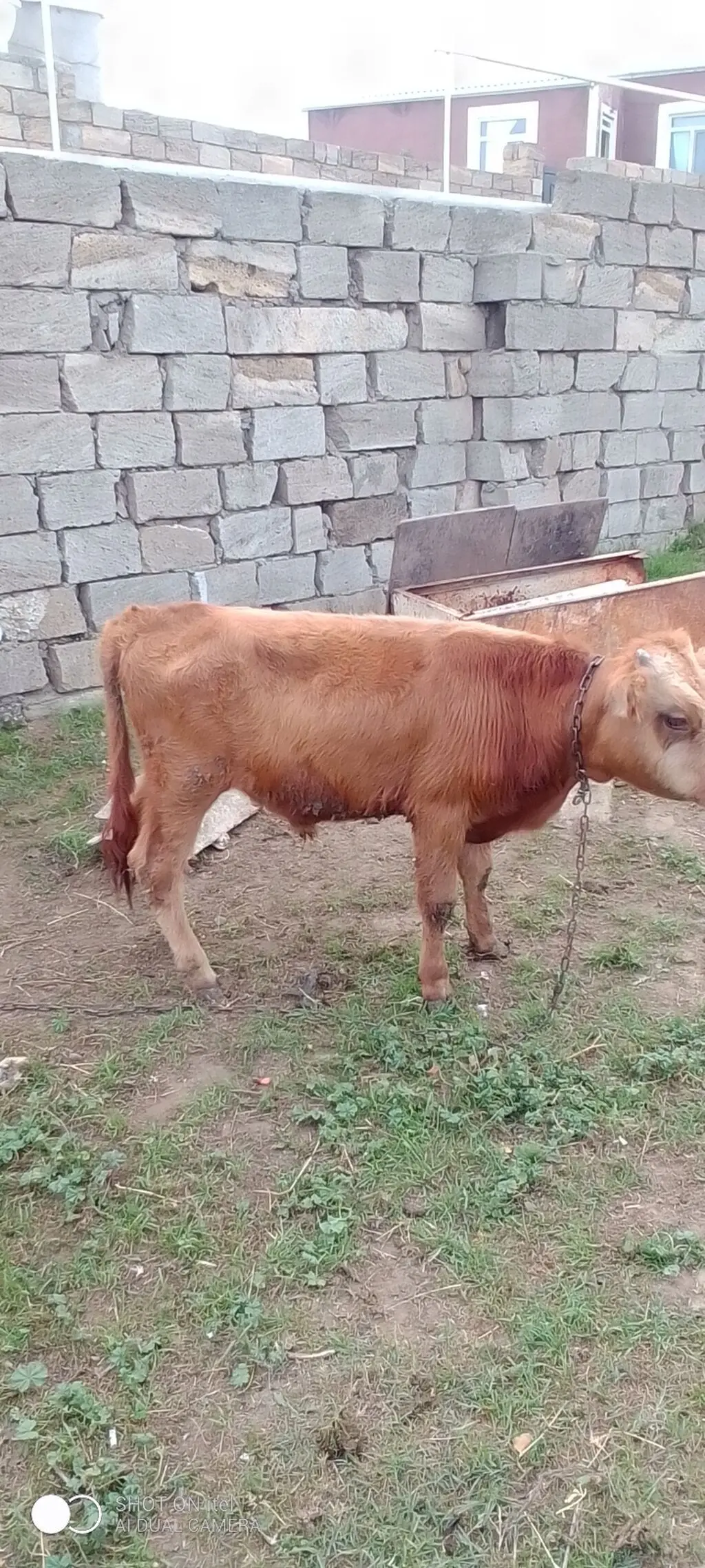 Dana — Heyvanlar, Quşlar, Balıqlar, Bakı