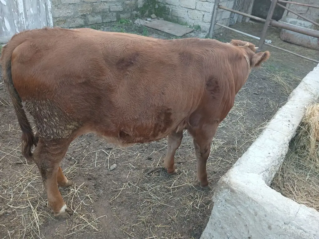 Dana — Heyvanlar, Quşlar, Balıqlar, Bakı