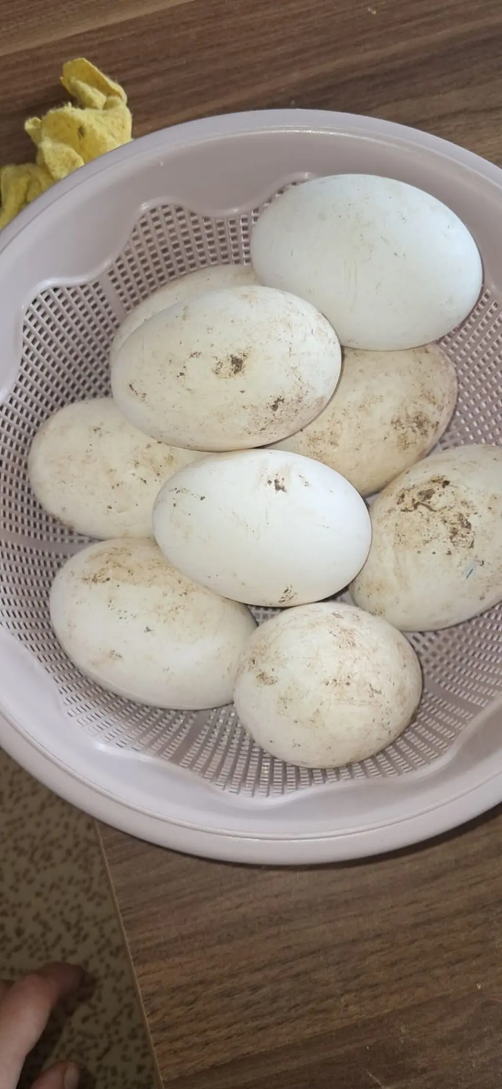Qaz yumurtası — Heyvanlar, Quşlar, Balıqlar, Bakı