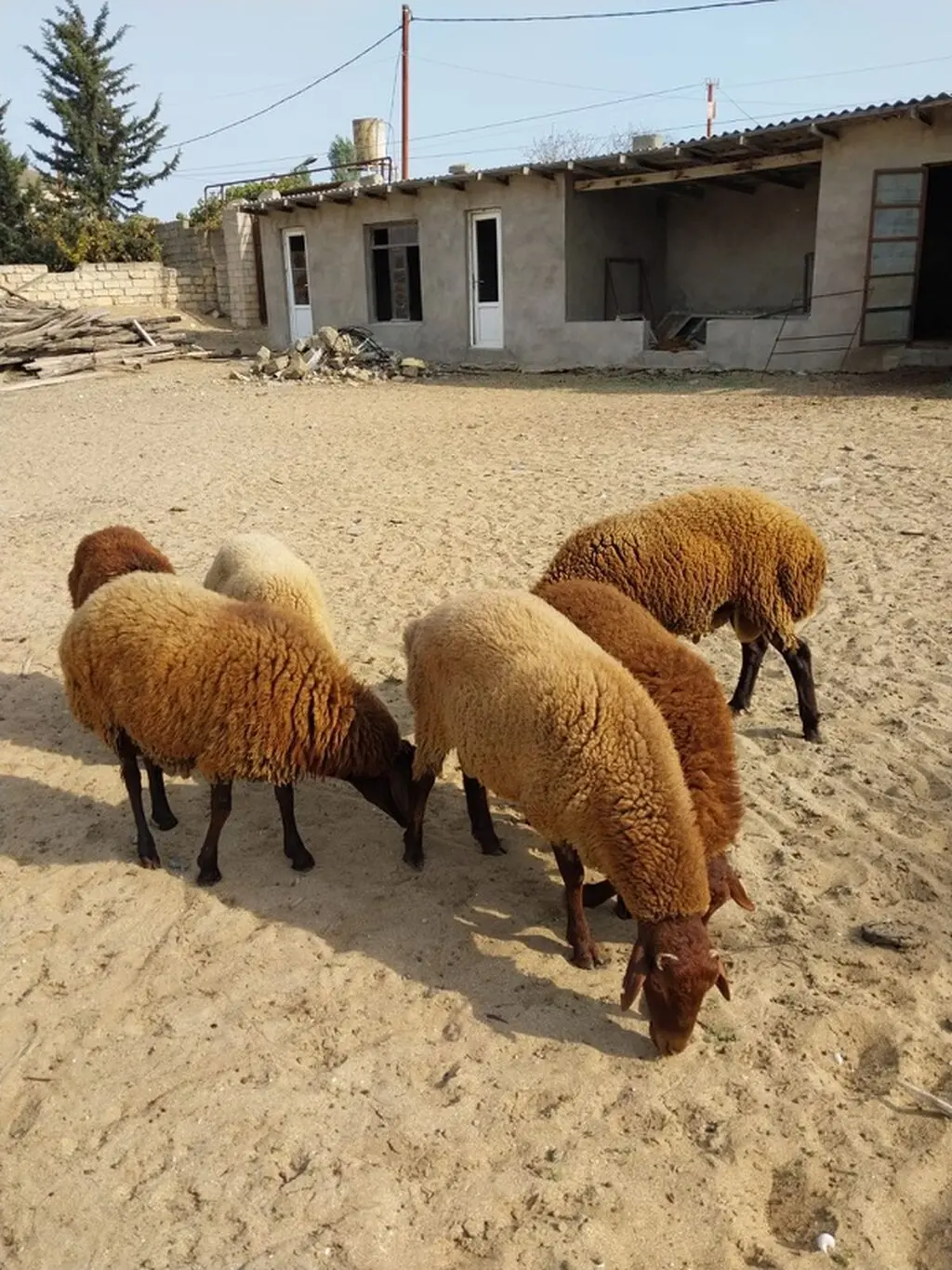 Toğlular — Heyvanlar, Quşlar, Balıqlar, Bakı
