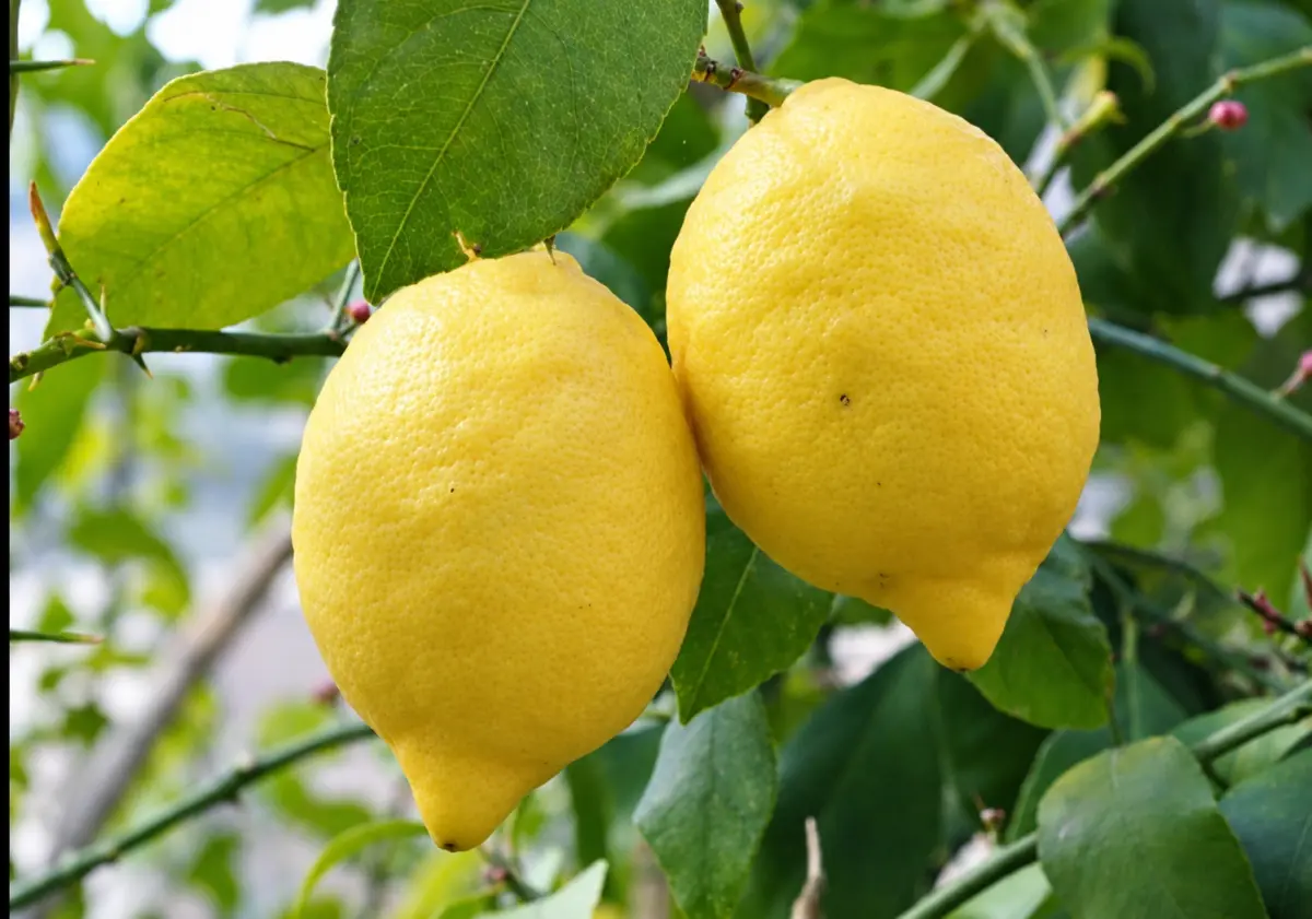 Lemon sapling — Grains, Herbs, Feed, Plants, Lankaran
