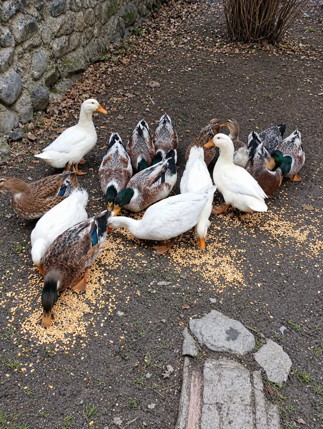 Ördəklər — Heyvanlar, Quşlar, Balıqlar, Zaqatala
