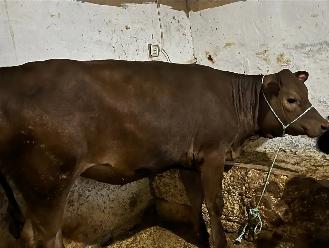 Dana — Heyvanlar, Quşlar, Balıqlar, Bakı