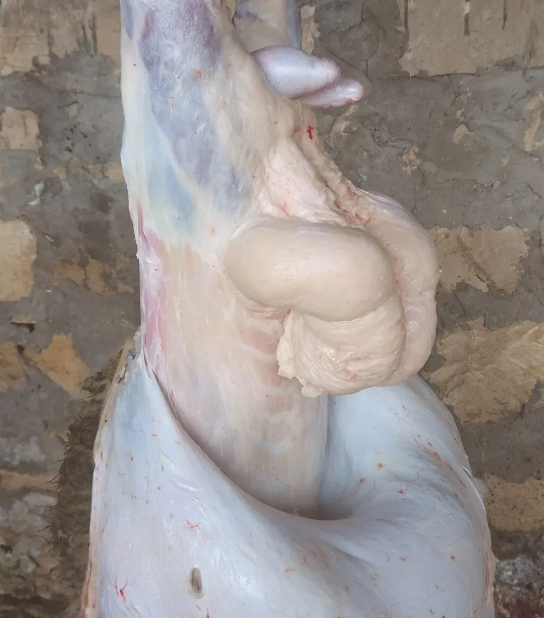 Quyruq — Heyvanlar, Quşlar, Balıqlar, Bakı
