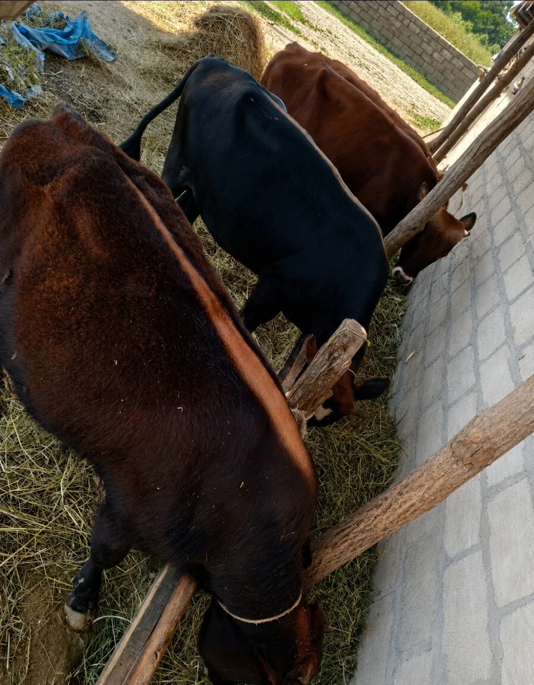 Dana — Heyvanlar, Quşlar, Balıqlar, Xaçmaz
