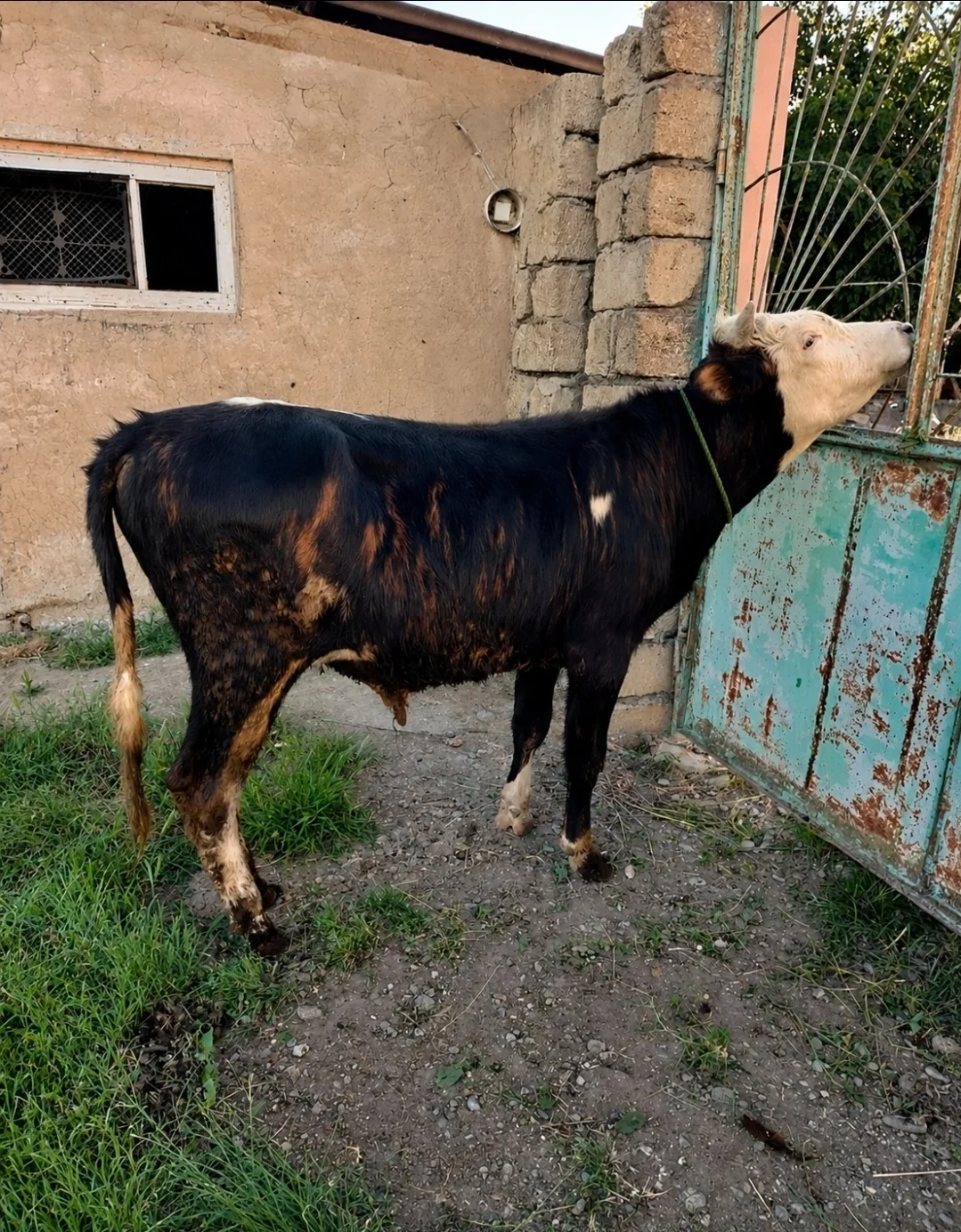 Dana — Heyvanlar, Quşlar, Balıqlar, Xaçmaz