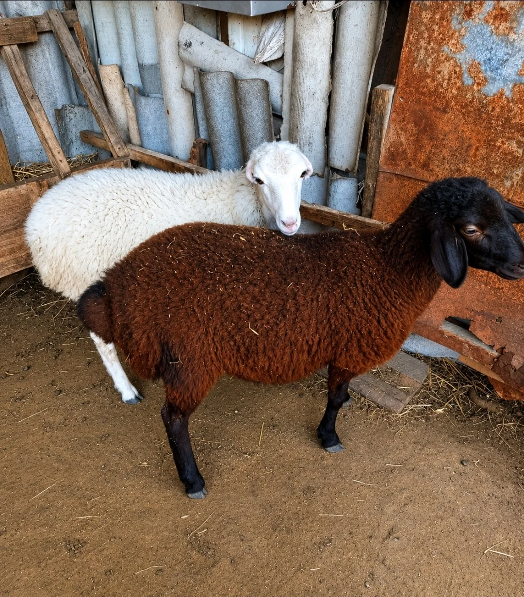 Quzu — Heyvanlar, Quşlar, Balıqlar, Bakı