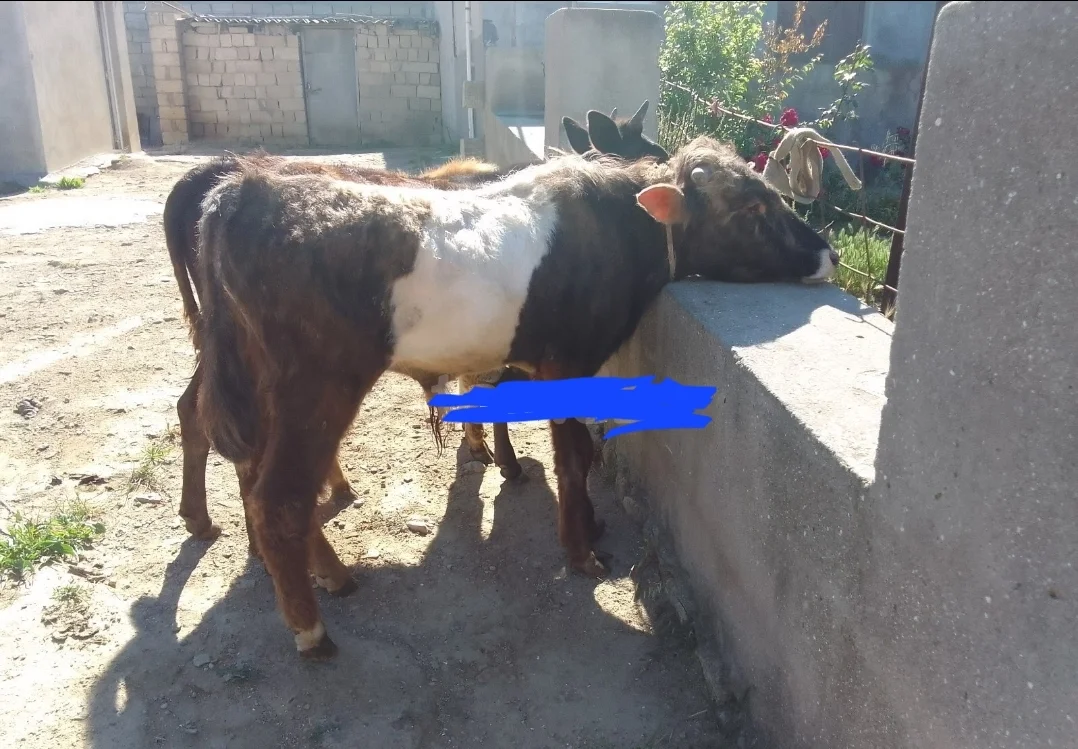 Dana — Heyvanlar, Quşlar, Balıqlar, Bakı