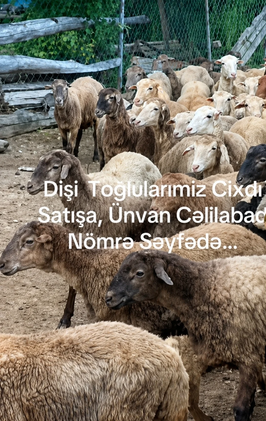 Quzu — Heyvanlar, Quşlar, Balıqlar, Cəlilabad