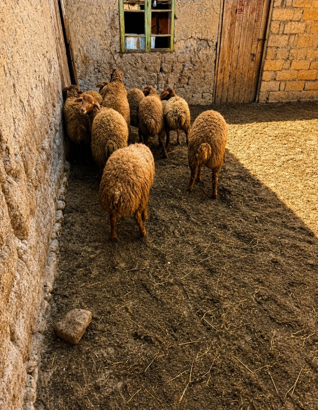 Quzu — Heyvanlar, Quşlar, Balıqlar, Xaçmaz
