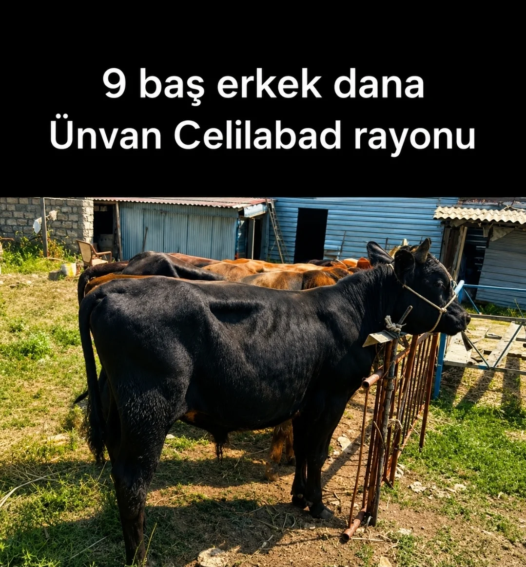 Dana — Heyvanlar, Quşlar, Balıqlar, Cəlilabad