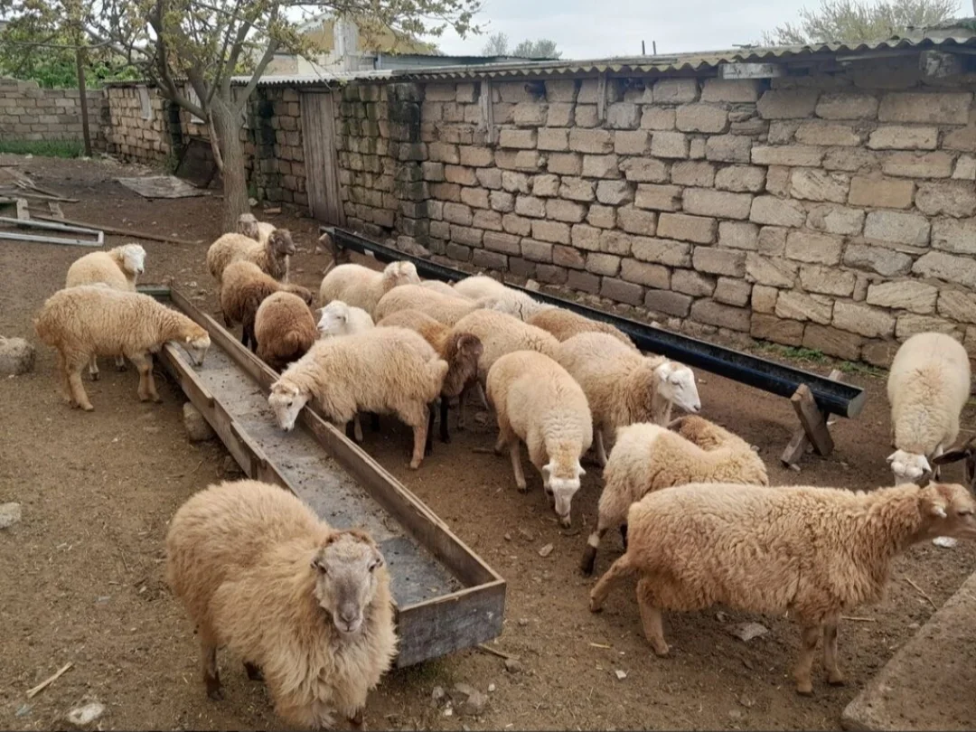 Quzu — Heyvanlar, Quşlar, Balıqlar, Bakı