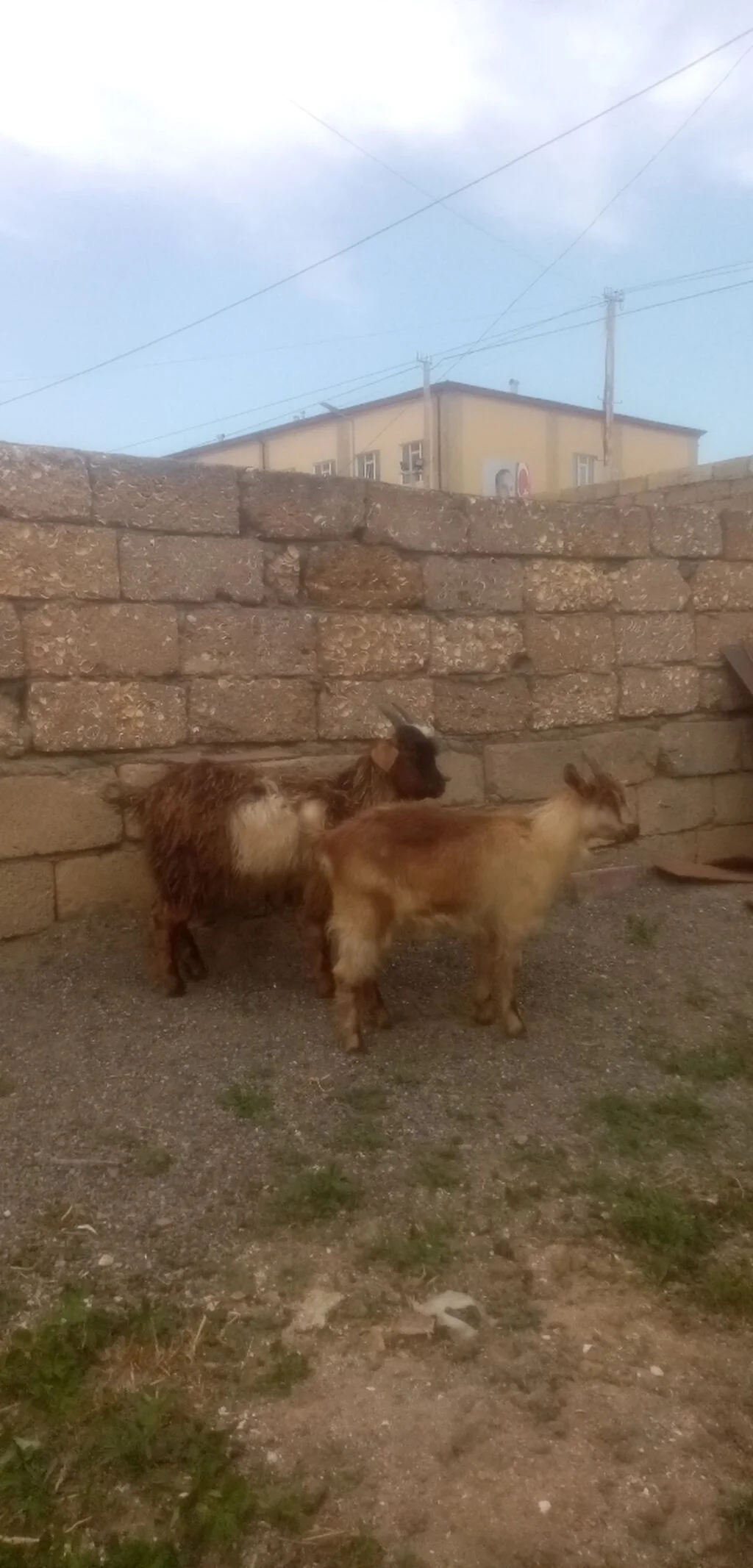 Keçi — Heyvanlar, Quşlar, Balıqlar, Bakı