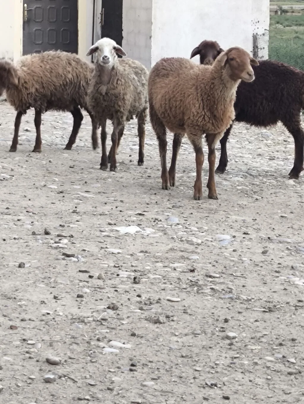 Quzu — Heyvanlar, Quşlar, Balıqlar, Bakı