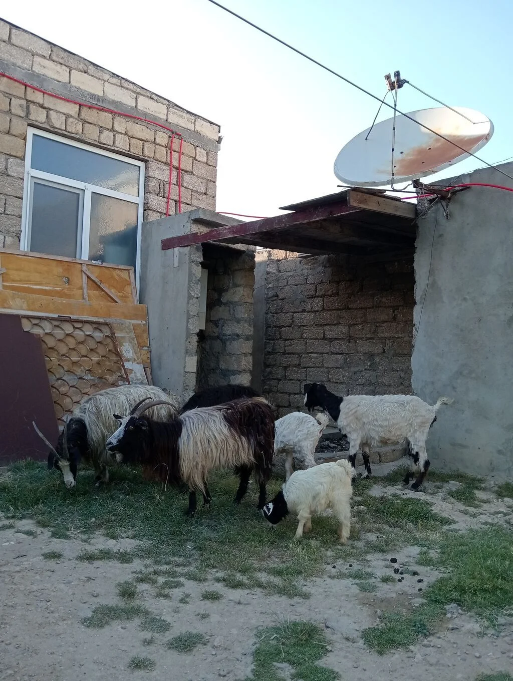 Keçi — Heyvanlar, Quşlar, Balıqlar, Bakı