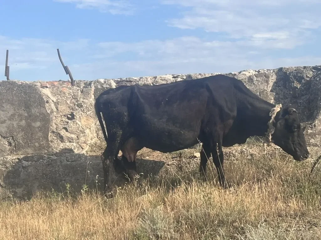 İnək — Heyvanlar, Quşlar, Balıqlar, Bakı
